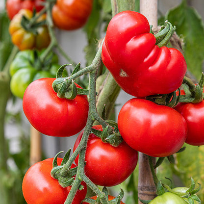 Tomato 'Marmande' Seeds