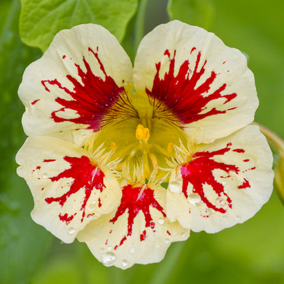 Tropaeolum 'Bloody Mary' (Nasturtium) Seeds