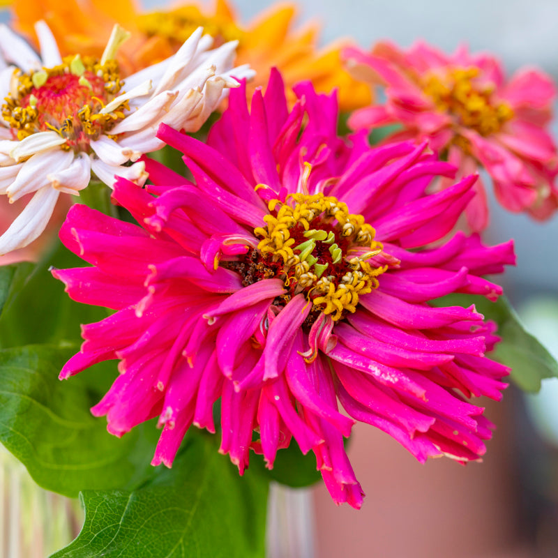 Zinnia Cactus Flowered Mix - Seeds – Stocks & Green