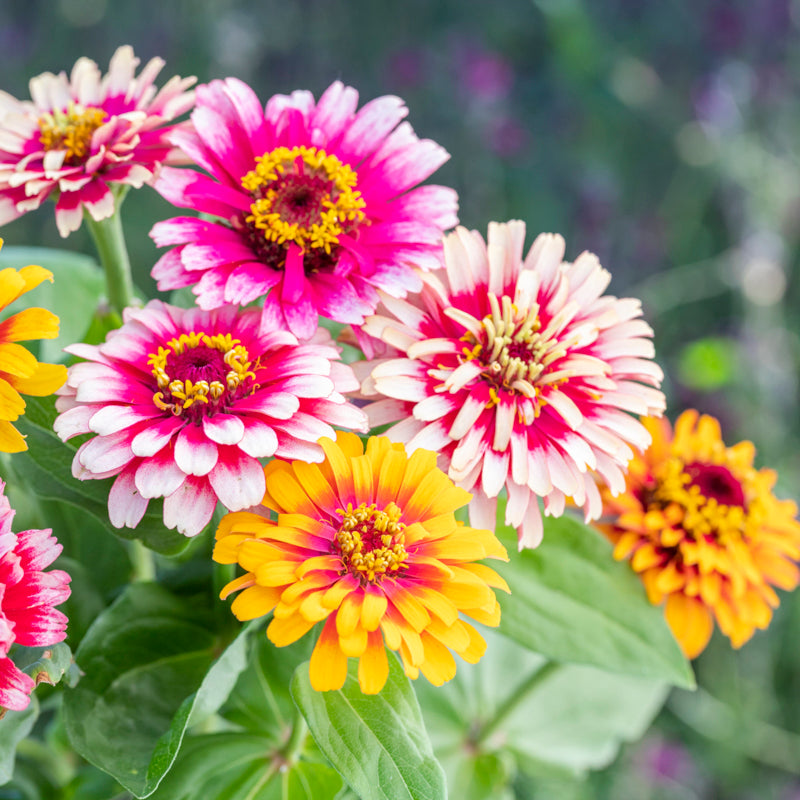 Zinnia Elegans 'Whirlygig Mixed' Seeds – Stocks & Green